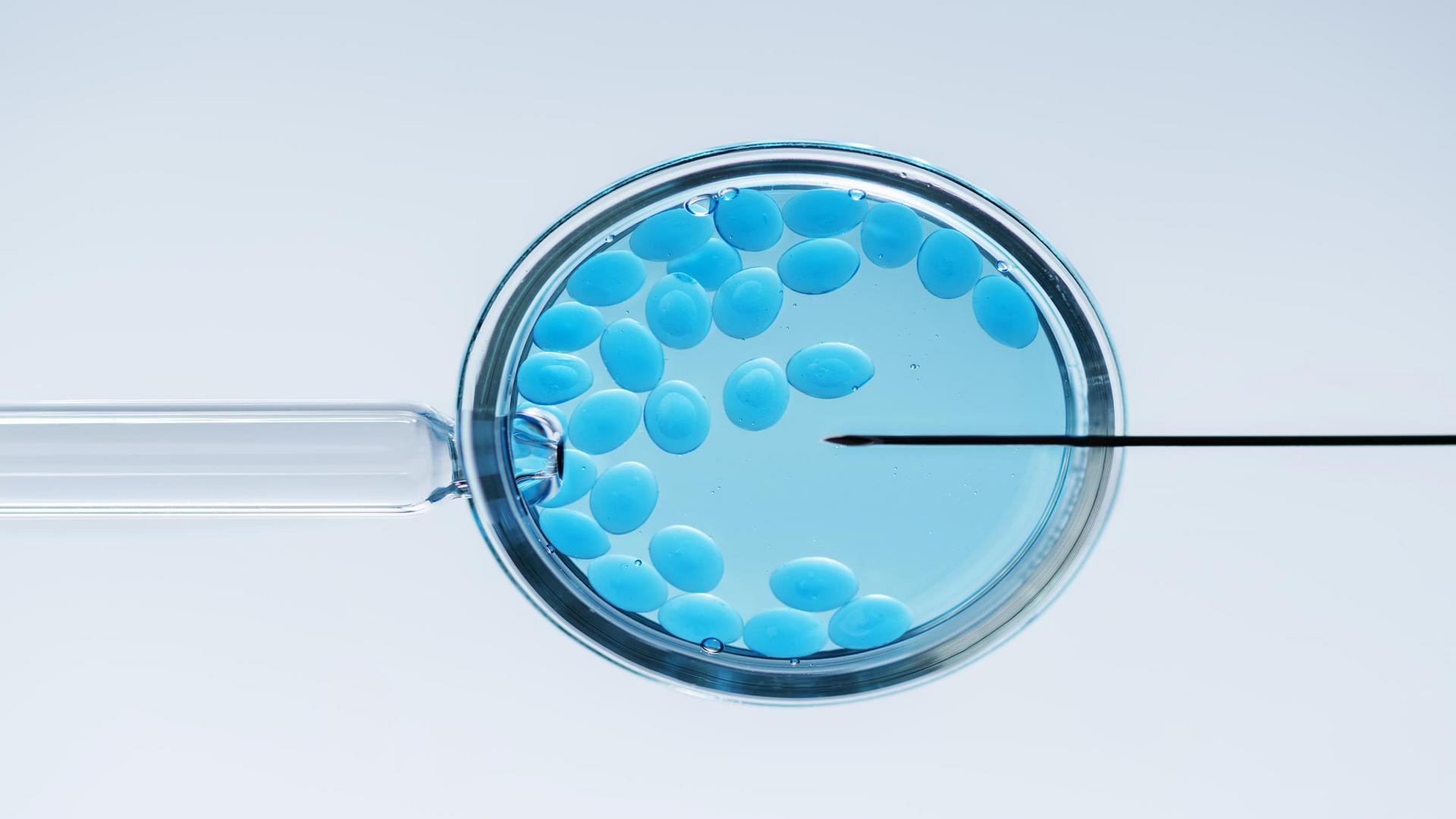 In vitro – nauka czy cud?